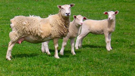 Wiltshire Sheep For Sale Canterbury Nz