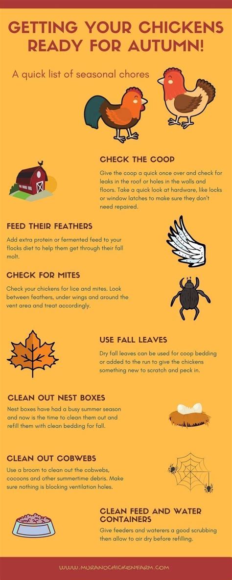 Preparing Your Chickens For Autumn Chickens Backyard Building A