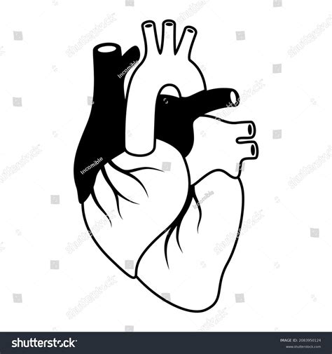 Illustration Heart Internal Organ Human Body Stock Vector Royalty Free