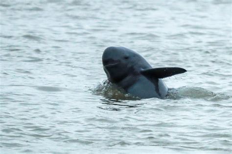 A sad farewell: They survived the dinosaurs but were no match for