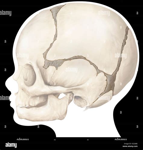 Huesos Del Cerebro