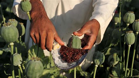 Afghan Farmers Opium Is The Only Way To Make A Living Parallels Npr