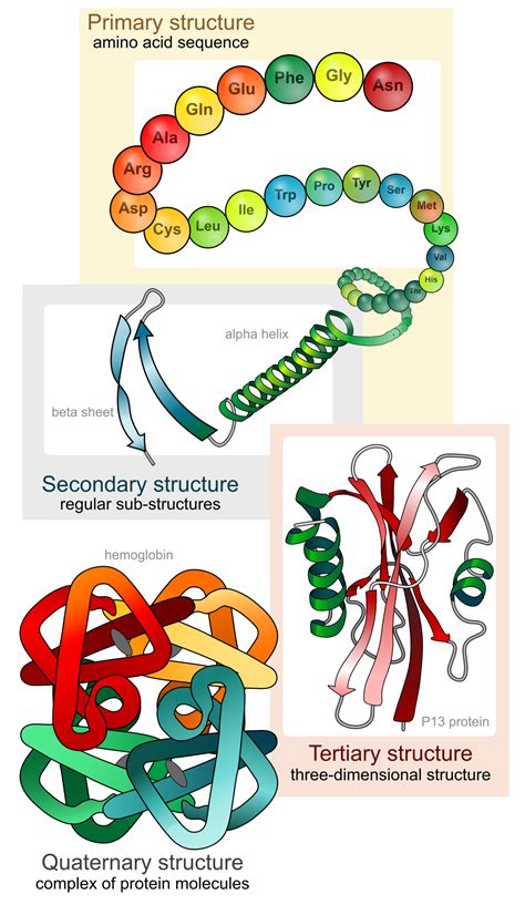 Protein structure (primary, secondary, tertiary & quaternary structure of proteins). Protein structure - Simple English Wikipedia, the free ...