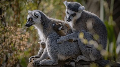 These Rare Ring Tailed Lemur Twins Were Just Born At Chester Zoo