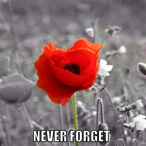 We Will Remember Them Lest We Forget Remembrance Day Poppy