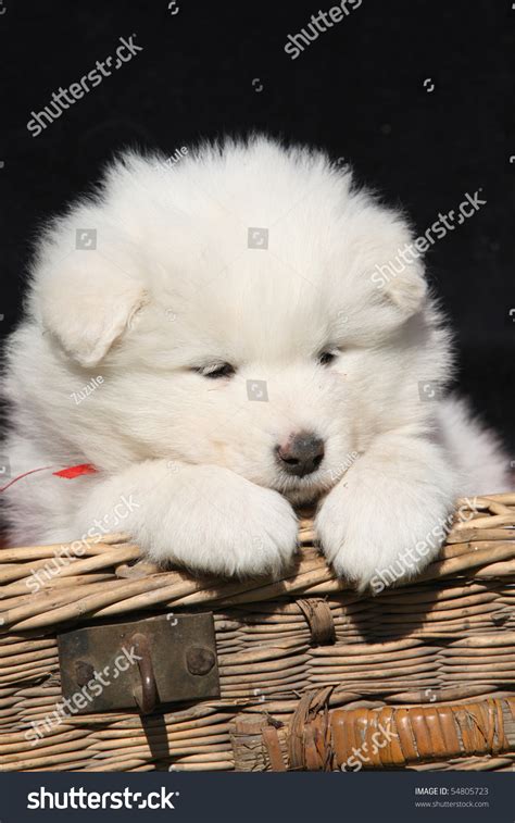 Lovely Samoyed Puppy On Black Background Stock Photo 54805723