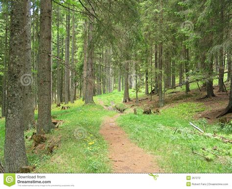 Forest Path Stock Photography Image 267272