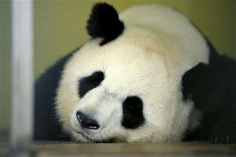 Bienvenue French Zoo Announces First Ever Panda Pregnancy Shine News