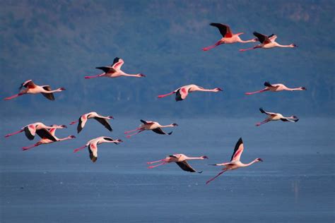 Wildlife Dave And Deb Nakuru Kenya Pink Flamingos