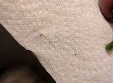 Tiny Black Bugs In Kitchen Pest Guide
