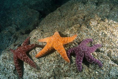 Ochre Sea Stars Photograph By F Stuart Westmorland Fine Art America
