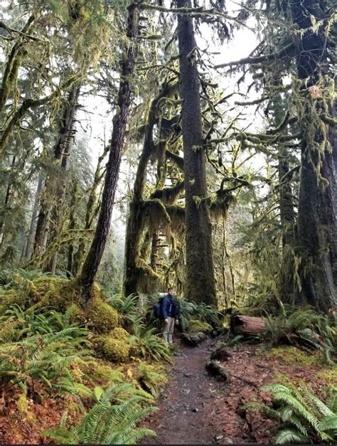 Hoh Rainforest Olympic Np Washington State My First Camping And