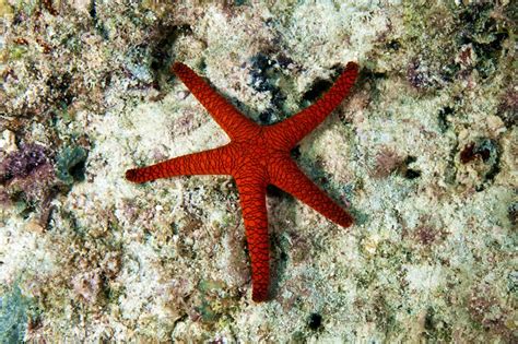 Sea Stars And Starfish Of The Great Barrier Reef Kslofliving Oceans