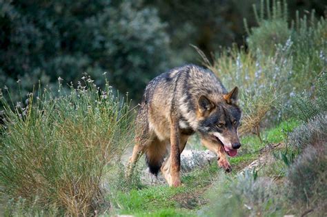 Canis Lupus Signatus Der Iberische Wolf Der Wolf Amarok