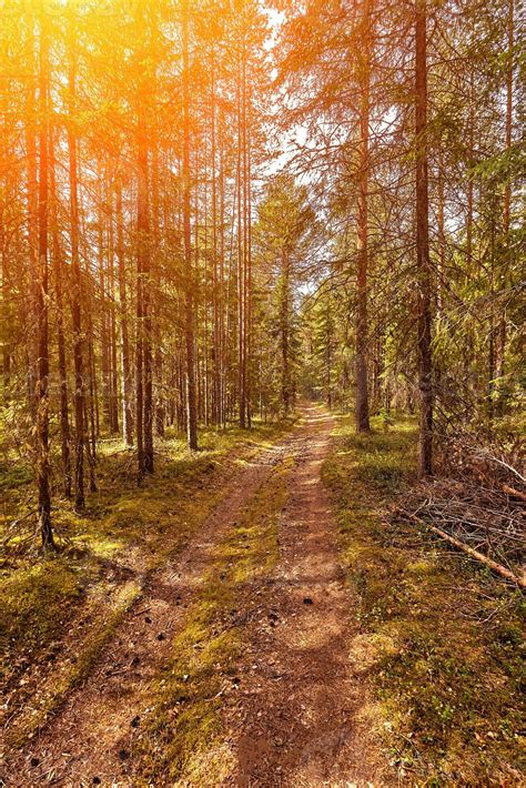 Forest Road Under Sunset Sunbeams Lane Running Through The Summer