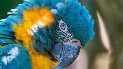 5k Yellow Macaw Wallpapers Bird Gold Animals