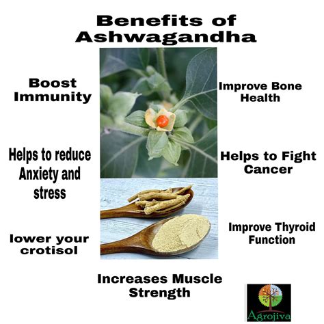 Ashwagandha Benefits And Side Effects Agrojiva