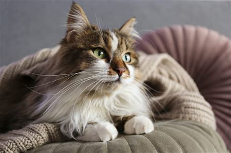 Best Breeds Of House Cat For Preventing Cat Allergies Greensboro Vet