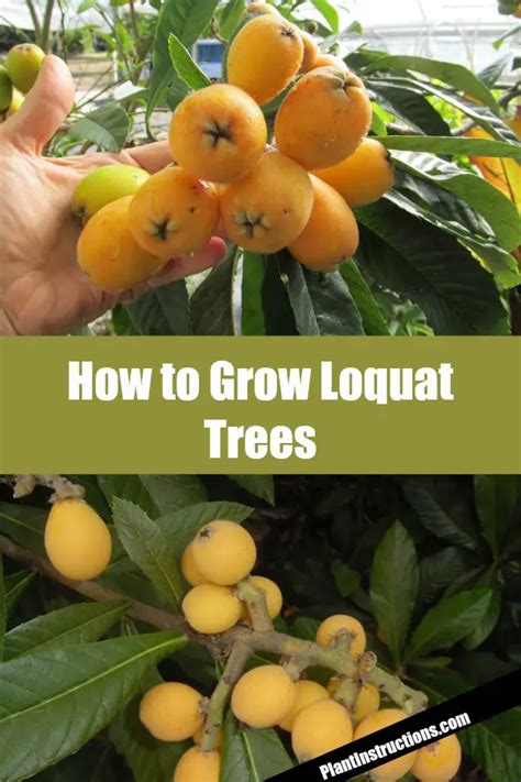 How To Grow Loquat Trees Plant Instructions