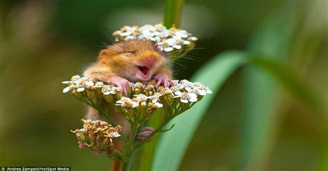 Just A Cute Little Mouse With Some Flowers Aww