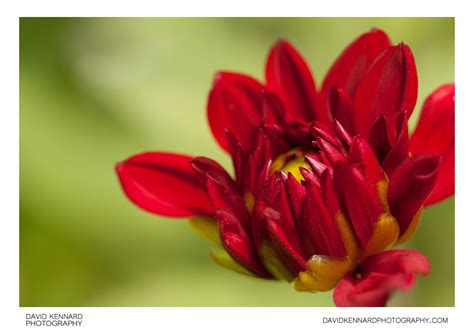 Red Dahlia Flower Bud Opening · David Kennard Photography