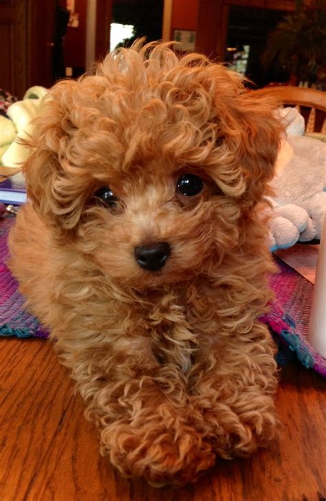 Red Standard Poodle Puppies For Sale