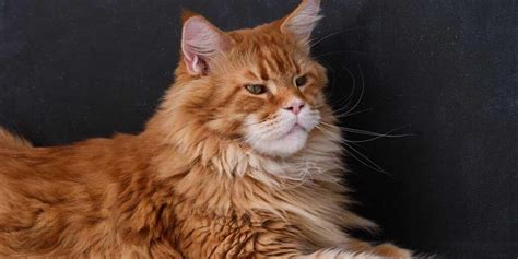 How To Groom Maine Coon Cat Maine Coon Care