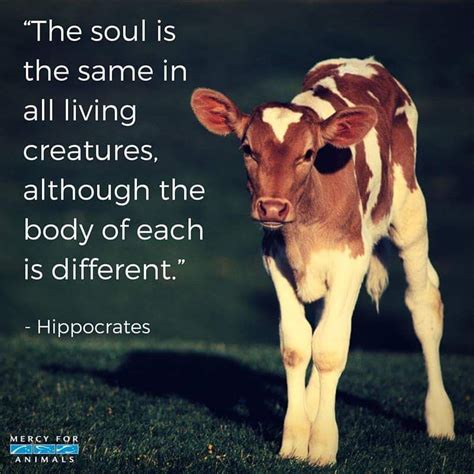 Pin By Chelsey Patchen On Animals Mercy For Animals Vegan Animals