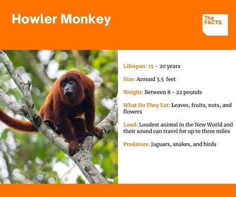 Monkey Facts For Kids All You Need To Know 2022
