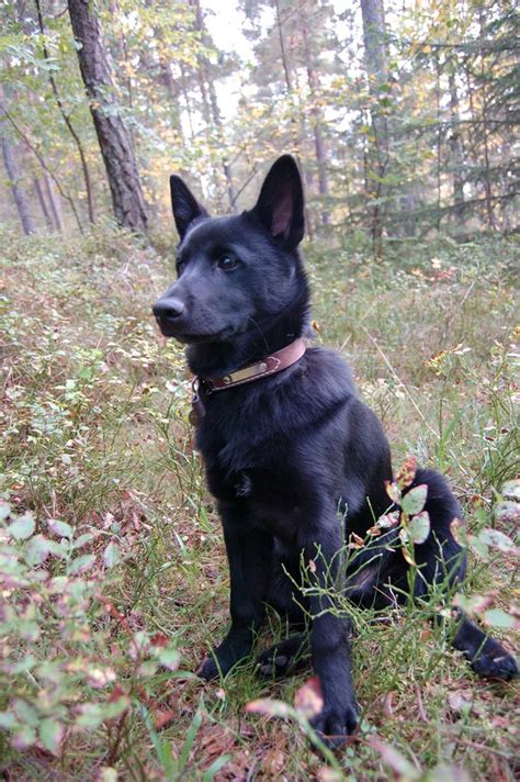 Black Norwegian Elkhound Dog In The Forest Photo Norwegian Elkhound