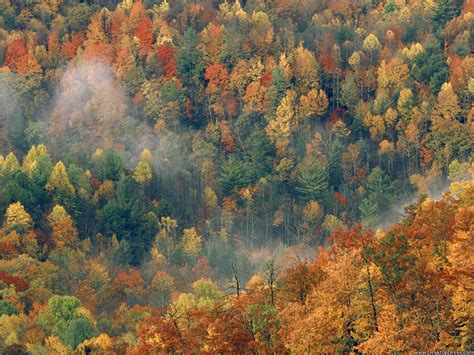 Autumn Forest Desktop Wallpapers Top Free Autumn Forest Desktop