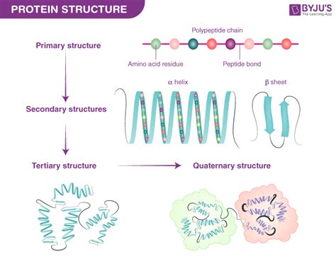 The Basics Of Protein Its Structure And Functions