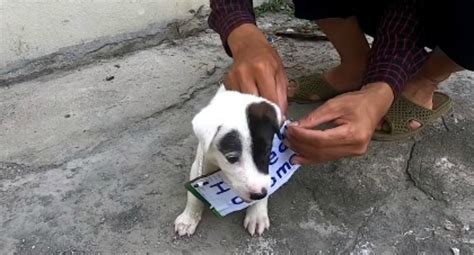 Facebook Viral El Conmovedor Rescate De Un Cachorro Que Fue