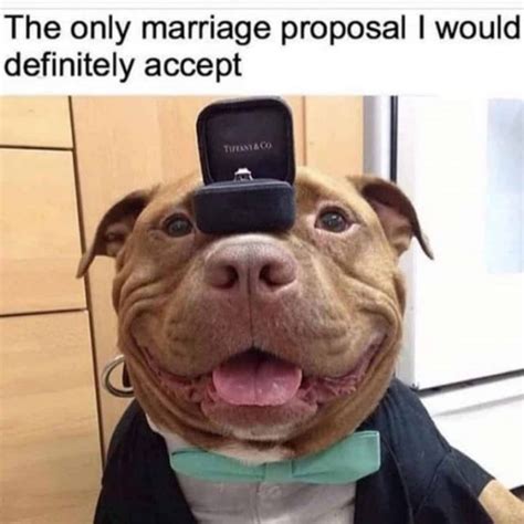 15 Funny Pit Bull Memes To Make Your Day Page 4 Of 5