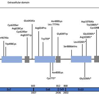 Schematic Representation Of Crb Protein Showing Its Known Functional