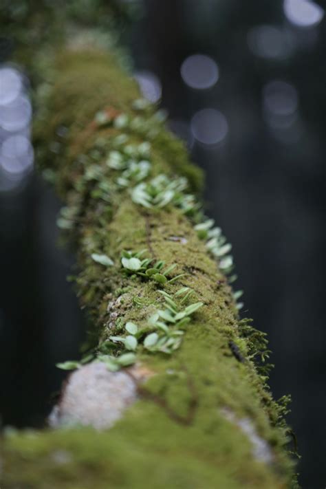 Macro Photography Of Green Moss · Free Stock Photo