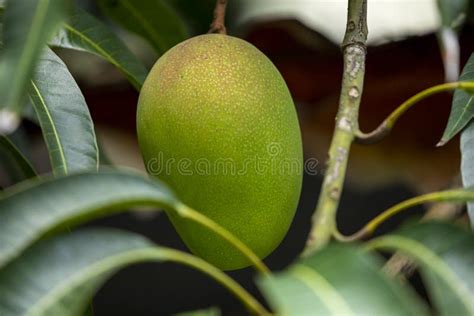 Sunshine Mango Tree Ripe Mango Fruit Stock Photo Image Of Fiber