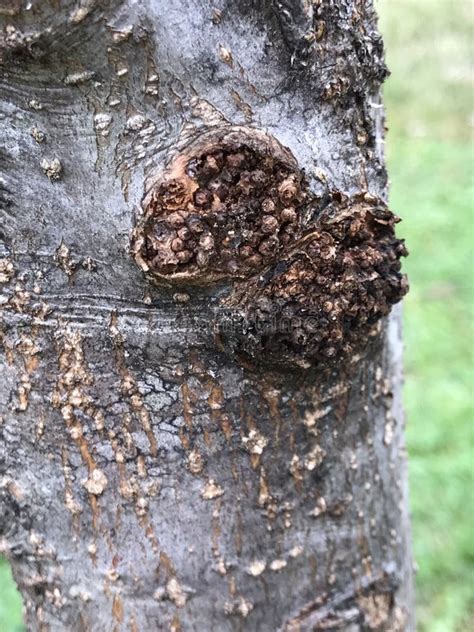 Black Knot Disease On Cherry Tree Trunk Apiosporina Morbosa Stock