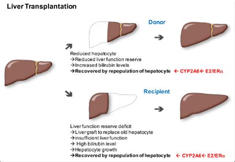 The Diagram Shows The Cellular Events Involved In Liver Regeneration In