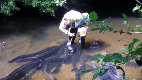 Woman Feeding Eels Fish Sounds Crazy But Awesome Work Youtube