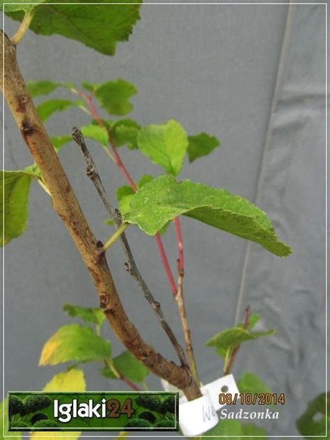 Prunus Domestica Węgierka Zwykła Śliwa Węgierka Zwykła C5 60 120cm
