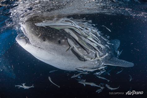 Китовая акула Сплит панорама Мальдивы