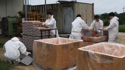 유통불가 살충제 계란 검출 농장 모두 49곳친환경농가 31곳 JTBC 뉴스