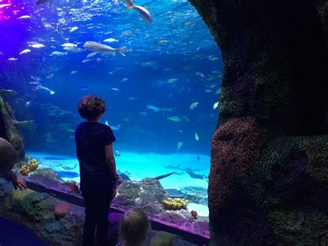 Sea Life Michigan Activity Review Ann Arbor With Kids