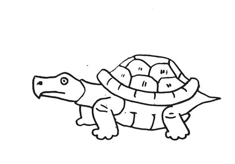 Sketsa gambar kura kura hitam putih untuk kolase. Contoh Gambar Mewarnai Hewan Kura Kura - KataUcap
