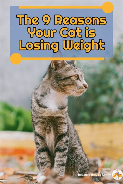 The 9 Reasons Your Cat Is Losing Weight — Our Pets Health