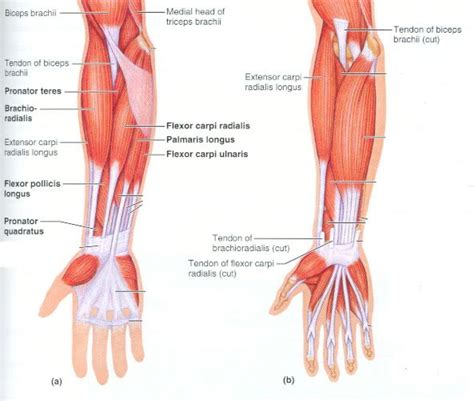 Forearm muscles anatomy, posterior arm muscles, muscles of the arm and forearm, forearm anatomy, arm muscles diagram. Muscles In The Arm Diagram | Human body anatomy, Muscle ...