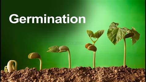 Germination In Hindi How Seeds Are Grow In Soil Germination Process Of A Seed Darshan