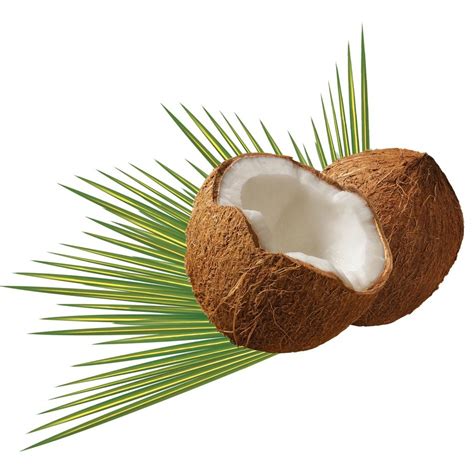 Coconut Leaf Green Tropical Palm Free Image Download