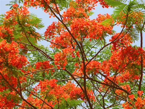 This large specimen tree can grow up to 40 feet tall. Flowering tree, Lumbini, Nepal | Magda Wojtyra | Flickr